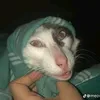 taolesdo