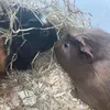 bob.and.bueno