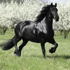 bigfott5