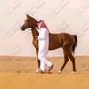 _hamad_505_