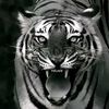 goycayli.goycay.023