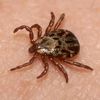 la_ticks