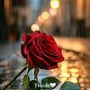 allah.isones8
