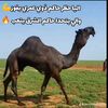 hassen.sidna