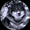 gurga_5111
