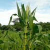 agricultura.j.kam