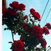 fatmasehli28