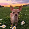 chihuahua puppies