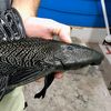 plecostomus