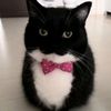 cat.p77