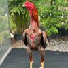 pakhoyberakotberutal6