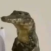 EYPY