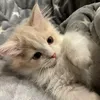 mycatlana