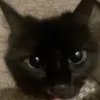 piwiwi444