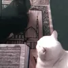 hafidmalak3