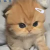 bangdepgai2612