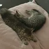 lulul_grexat