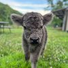 Micro Moo Moos