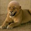 shyam.khatri28