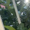 papasconqueso5421