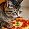 spider_chachat