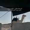 راعي زرعان 🐪