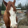 Horse Rescue and Rehabilitatio