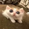 sad_cat_kris