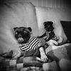 divorcecourtpugs