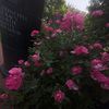 yelissas_gallery