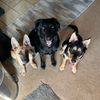 creations_cutesttrio