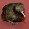 kiwi_velik