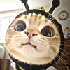 cars.cats_lol