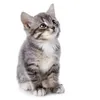 kitten_vibea