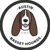 Basset hound