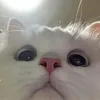 kk_oo00k