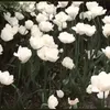 irm_t6