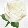 as_r45y