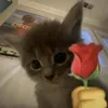 turtlethekiller