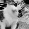 yy.yt17