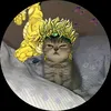ely_12dt