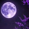 💜sahar algwafe♬سهر القوافي