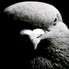 ali.ismailov34