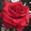 papatyamisali55_