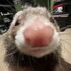tffcutiee