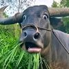 ebitcow9