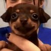 midnight_pup999