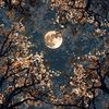 sumaya_564