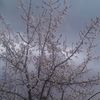 orunbay.hojakow1