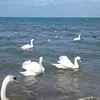 svetlana_svet88
